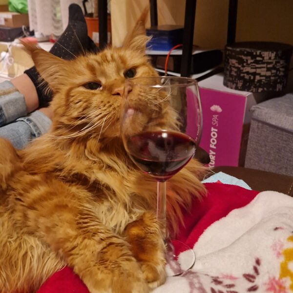 Stormborn lynx Dream of Love