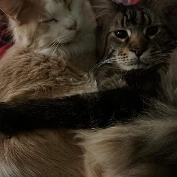 Stormborn Leonid e Stormborn Gnocco