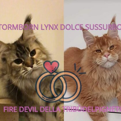 Dolce Sussurro X Fire Devil