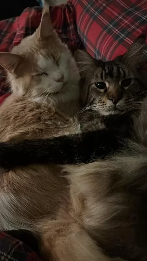 Stormborn Leonid e Stormborn Gnocco