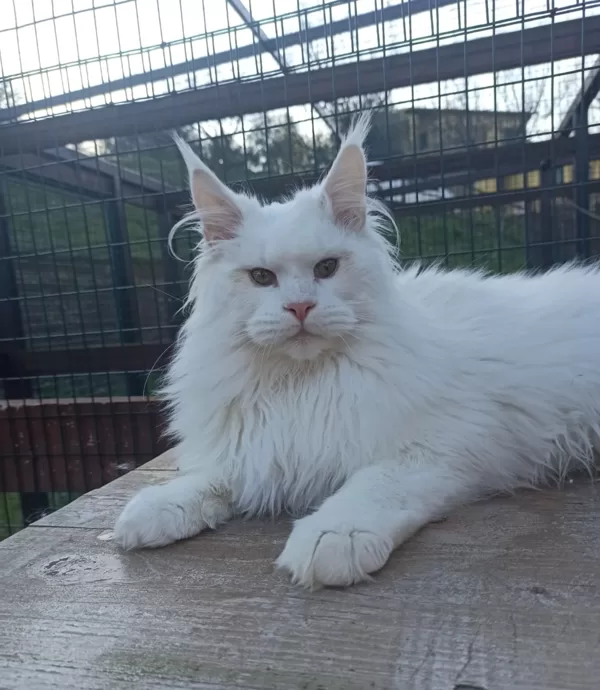 Stormborn Lynx Gabriele