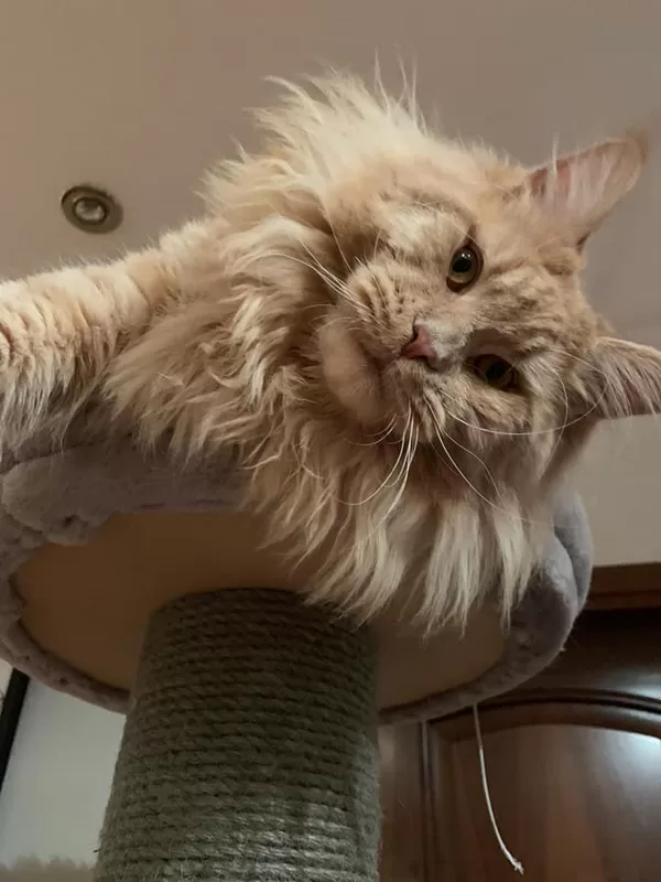 Stormborn Lynx Eminem