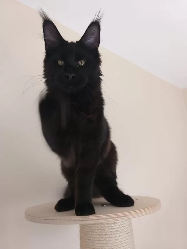 Stormborn Lynx Eros