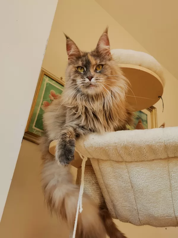 Stormborn Lynx Endless Love