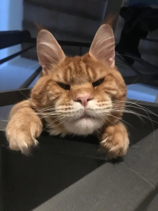 Stormborn Lynx Evil Man