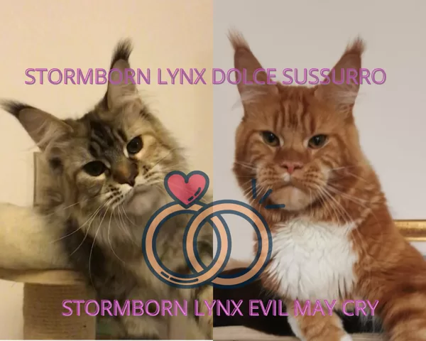 Dolce Sussurro X Evil May Cry