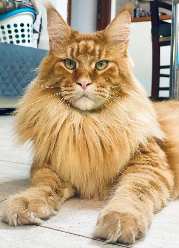 Stormborn Lynx Eldest