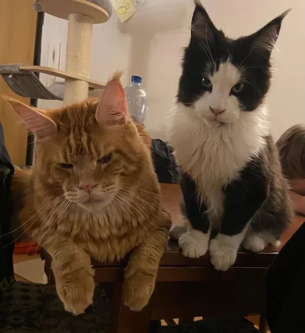 Stormborn Lynx Evil Man e Stormborn Lynx Free Bird