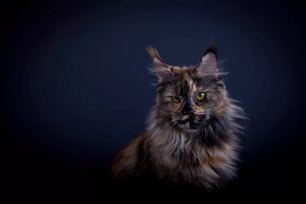 Stormborn Lynx Echo Of Soul