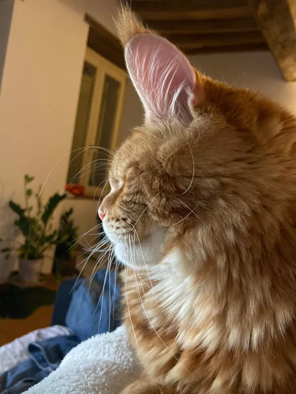 Stormborn Lynx Evilman