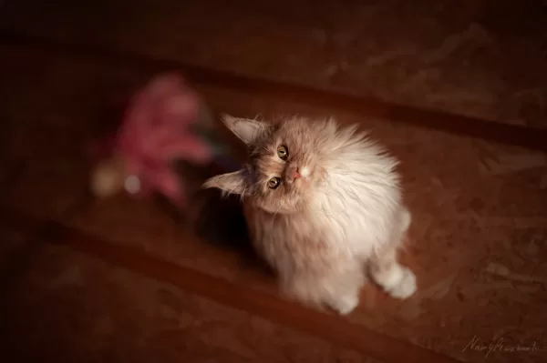 Stormborn Kitty Pride