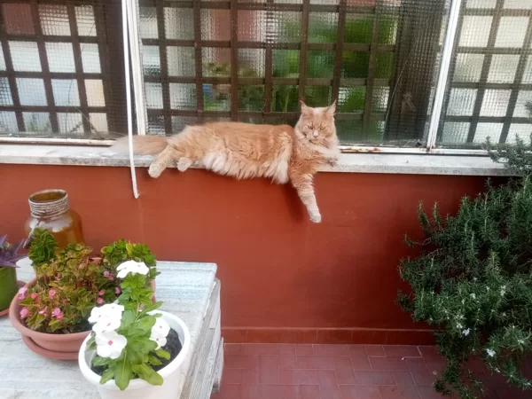 Stormborn Lynx Enjoy Life Lola