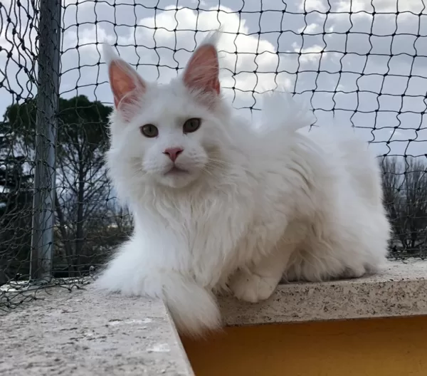 Stormborn Lynx Enter Sandman