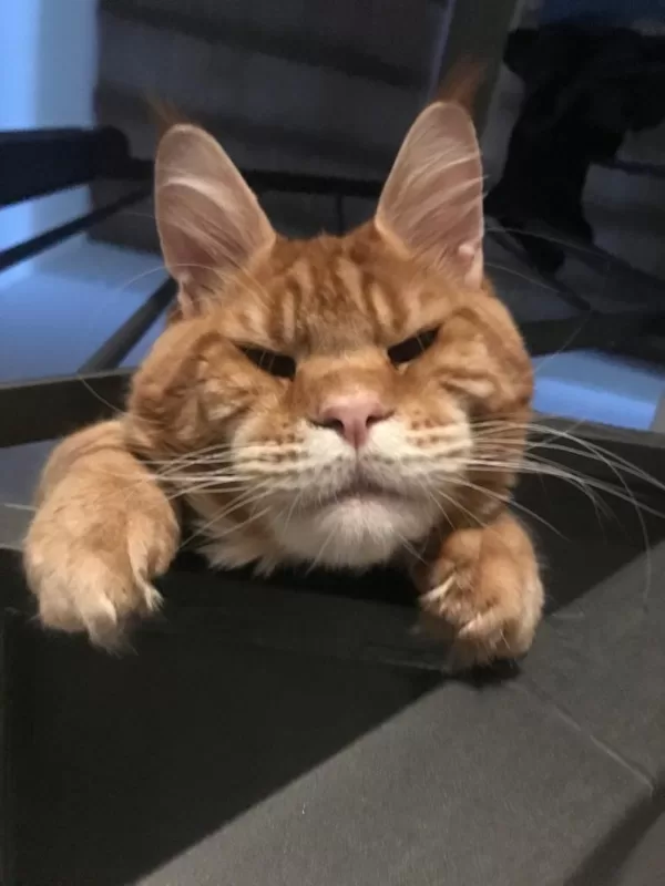 Stormborn Lynx Evilman