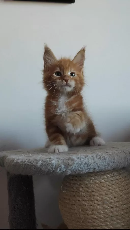 Gunner