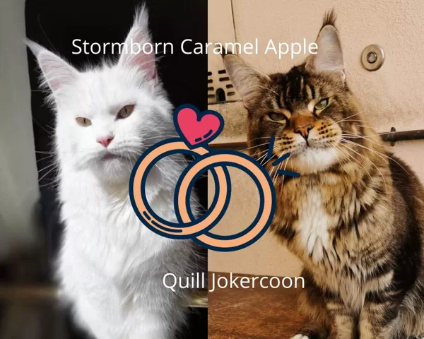 Caramel X Quill