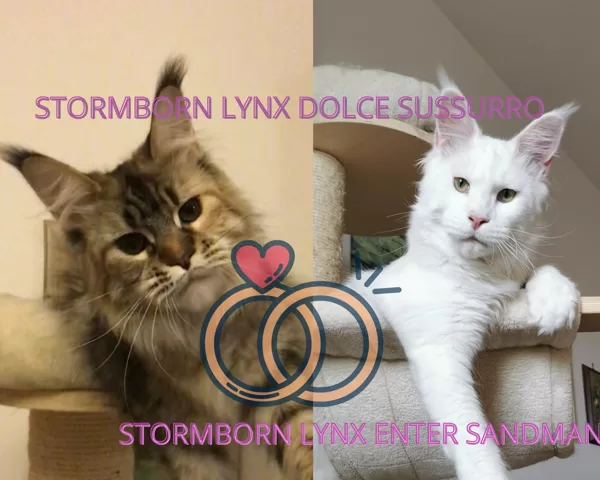 Dolce Sussurro X Sandman