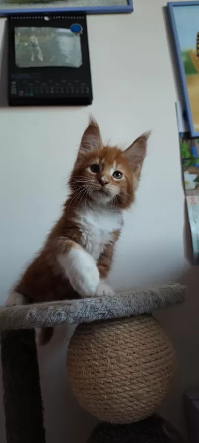 Gumball
