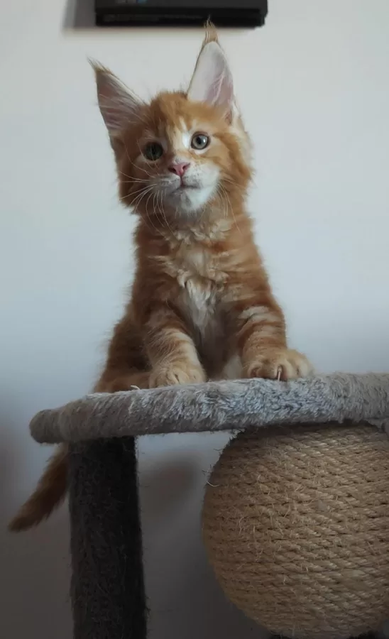 Garfield