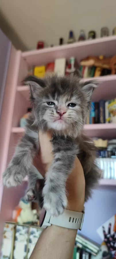 Gossip Girl