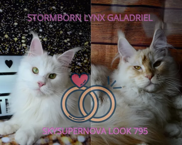 Galadriel X Look 