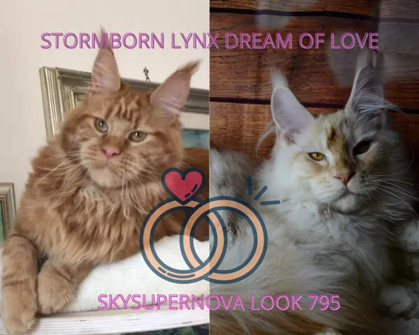 Dream X Look