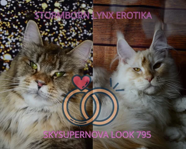 Erotika X Look