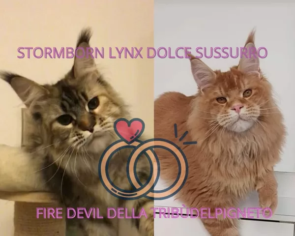 Dolce Sussurro X Fire Devil