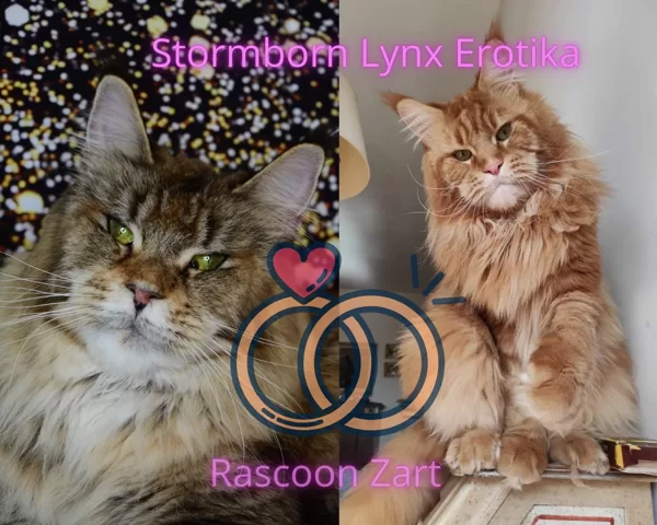 Erotika X Zart